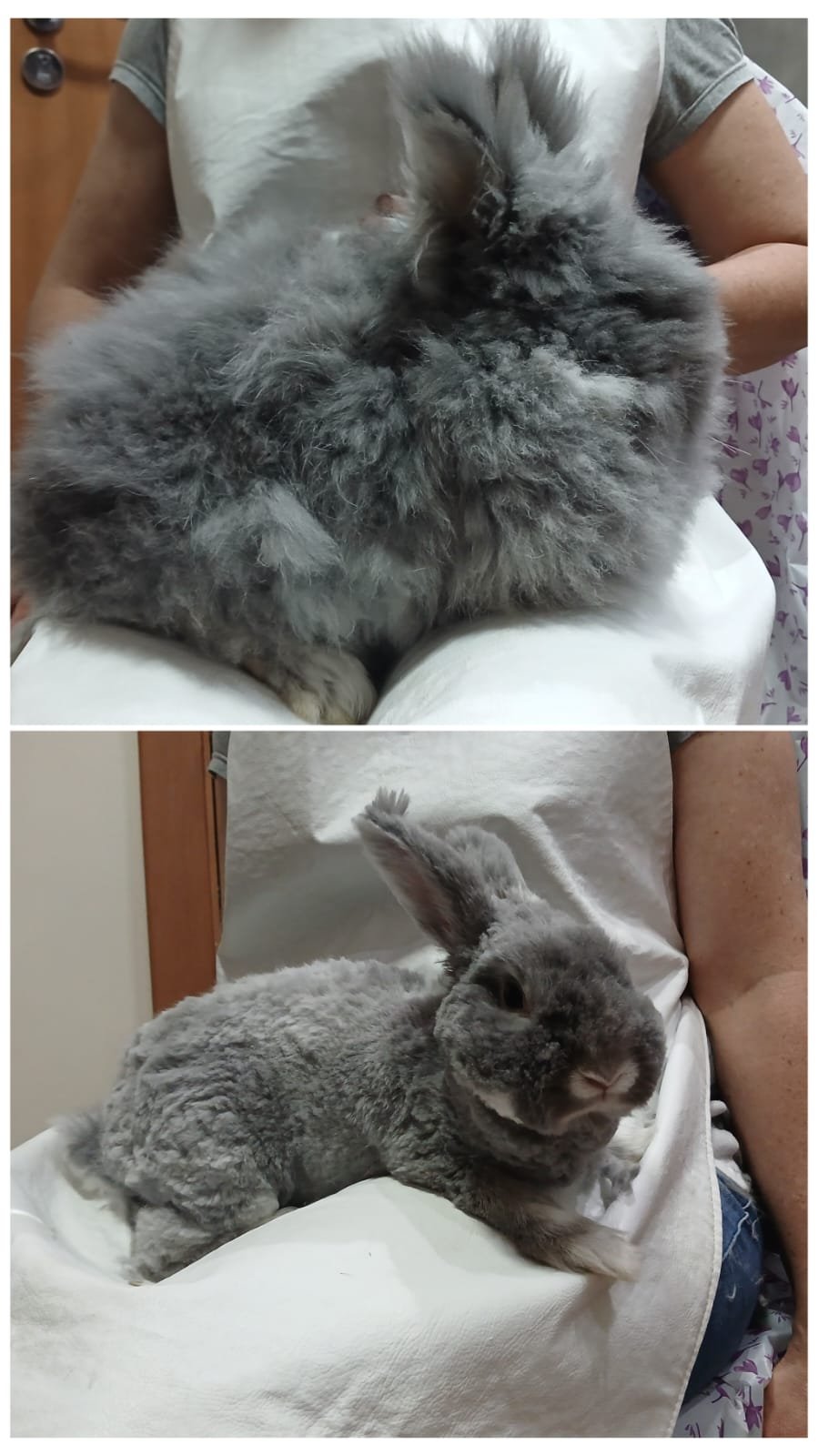 tosa de coelho com excesso de pelo embolado