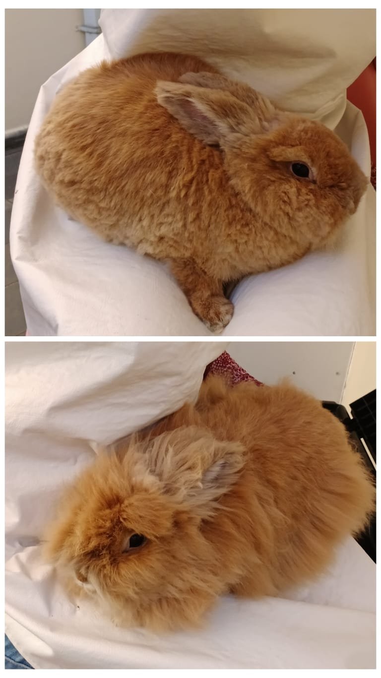 a tosa de coelhos curitiba (1)