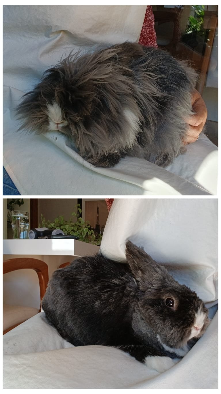 a tosa de coelhos curitiba (4)