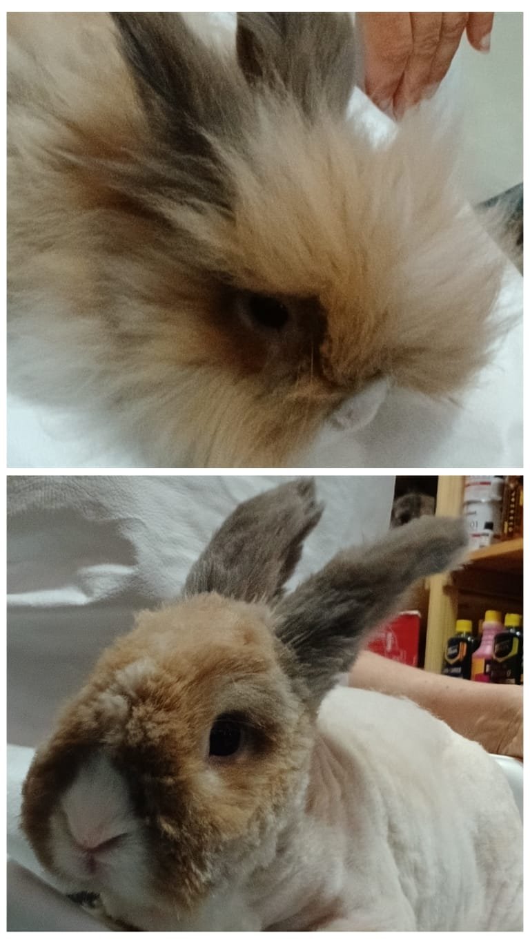 tosa de animal com ferimentos por nós, remoção da pelagem para cura de feridas